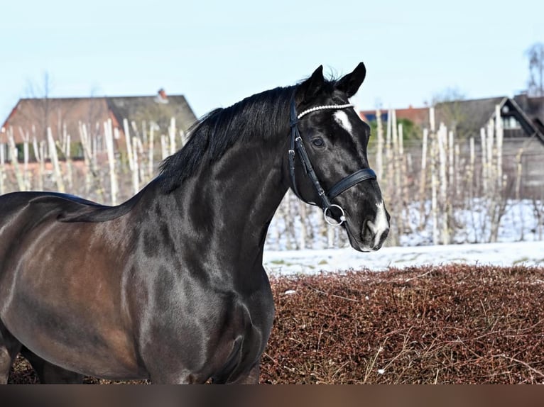 Koń hanowerski Wałach 9 lat 168 cm Kara in Neuenkirchen