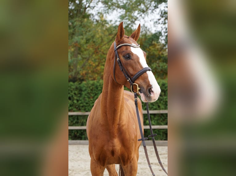 Koń hanowerski Wałach 9 lat 168 cm Kasztanowata in Lohne (Oldenburg)