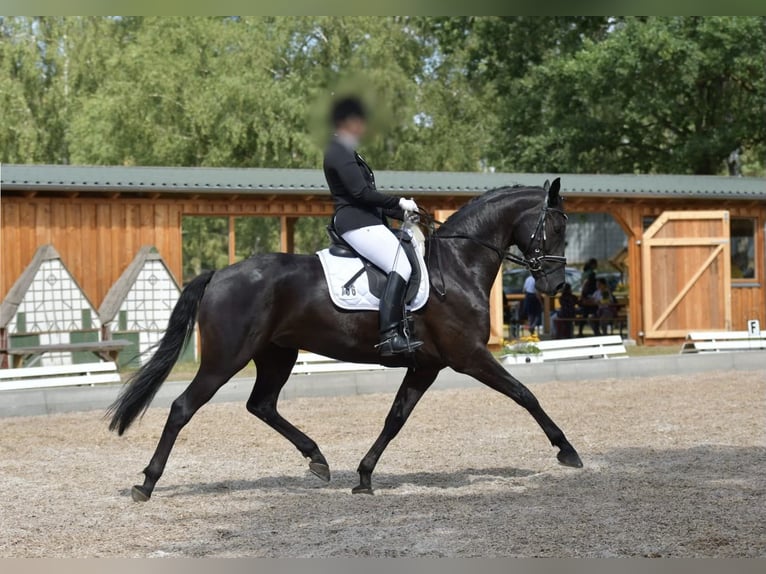 Koń hanowerski Wałach 9 lat 169 cm Ciemnogniada in L&#xFC;neburg