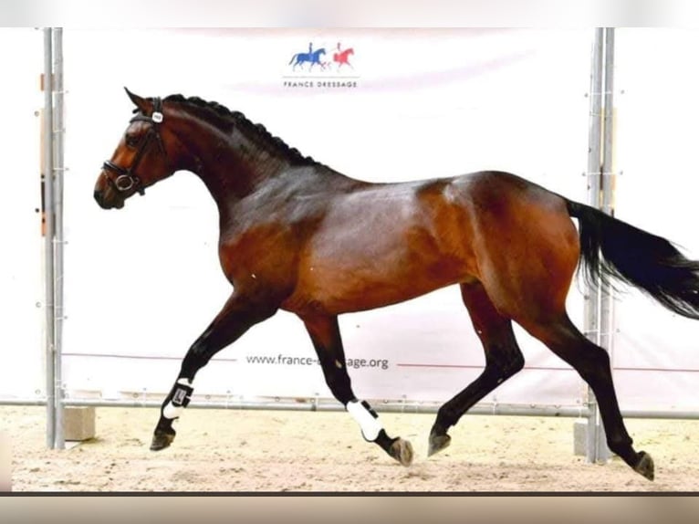 Koń hanowerski Wałach 9 lat 170 cm Ciemnogniada in La Roche-sur-Yon