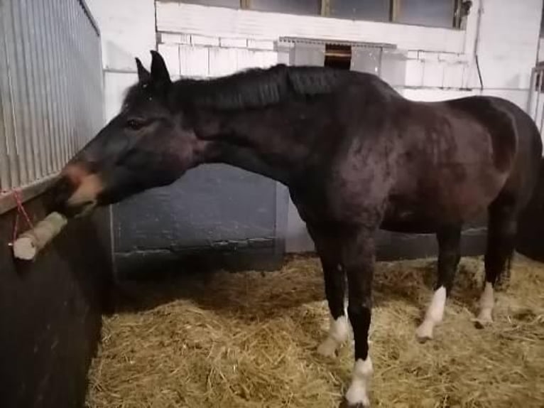 Koń hanowerski Wałach 9 lat 170 cm Skarogniada in Leipzig