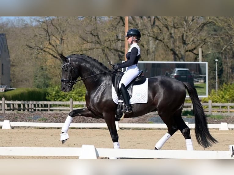 Koń hanowerski Wałach 9 lat 171 cm Kara in Berlin