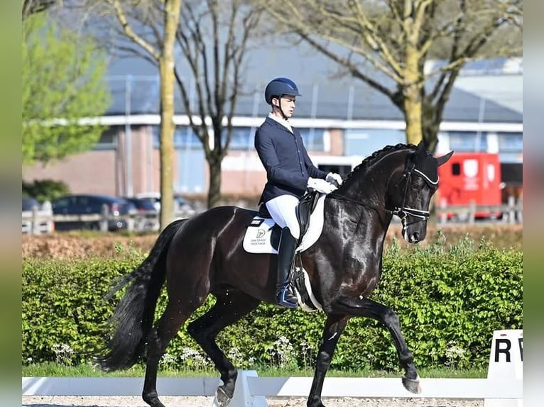 Koń hanowerski Wałach 9 lat 171 cm Kara in Rotterdam