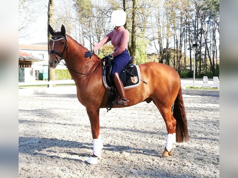 Koń hanowerski Wałach 9 lat 171 cm Kasztanowata in Ennigerloh