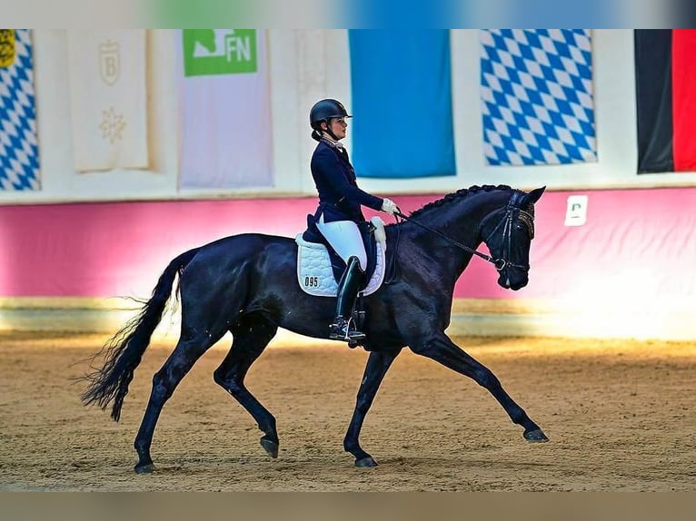 Koń hanowerski Wałach 9 lat 171 cm  in Etten-Leur