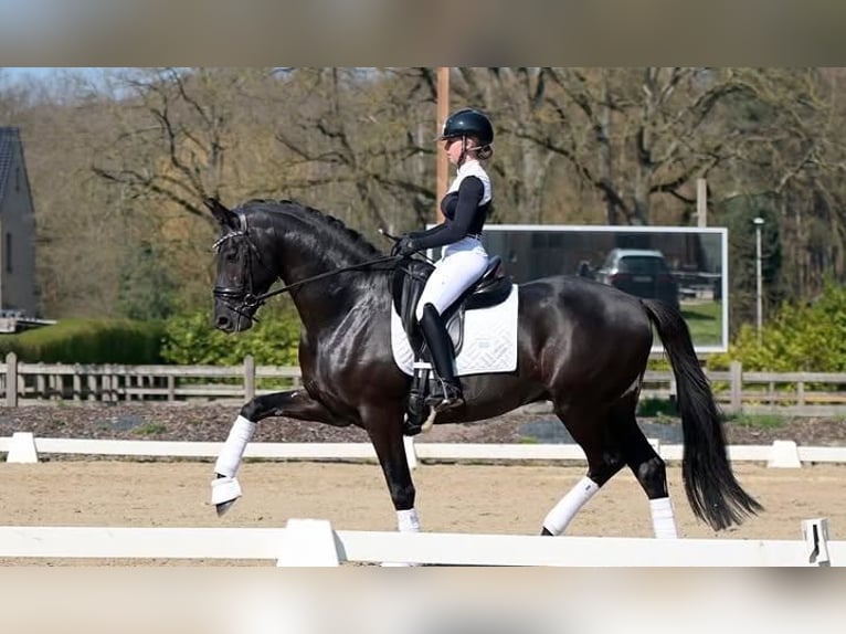 Koń hanowerski Wałach 9 lat 171 cm  in Eindhoven