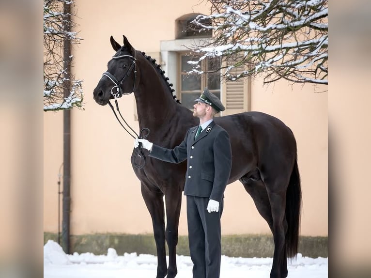 Koń hanowerski Wałach 9 lat 171 cm in Nieuwkerken-Waas