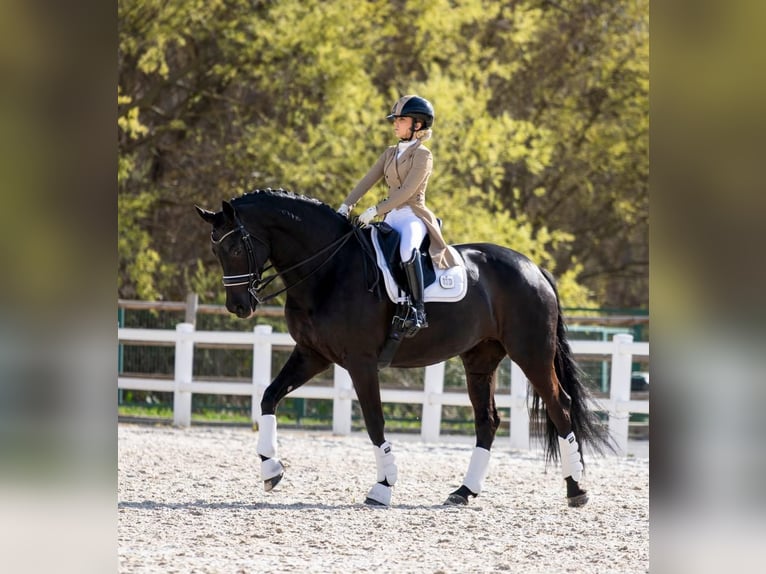 Koń hanowerski Wałach 9 lat 171 cm  in Rueil Malmaison Cedex  hauts de seine