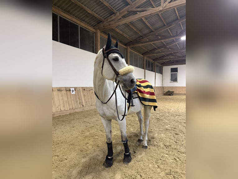 Koń hanowerski Wałach 9 lat 171 cm Siwa in Tulln