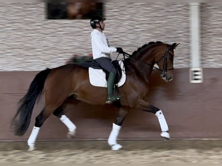 Koń hanowerski Wałach 9 lat 172 cm Ciemnogniada in Wehringen
