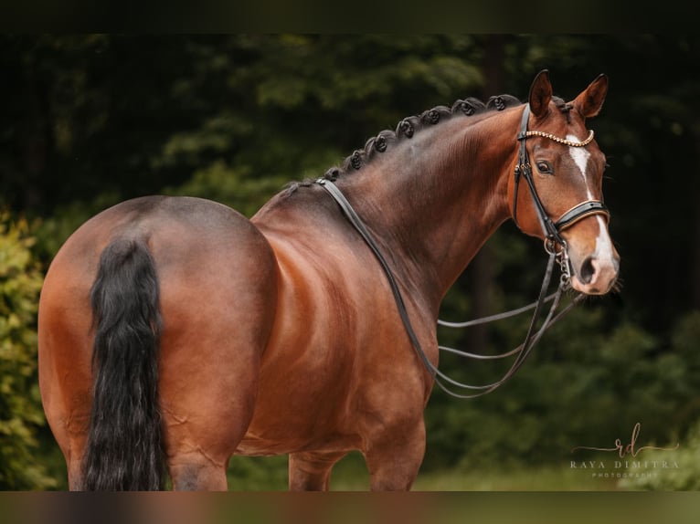 Koń hanowerski Wałach 9 lat 172 cm Ciemnogniada in Wehringen
