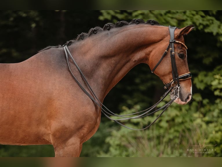 Koń hanowerski Wałach 9 lat 172 cm Ciemnogniada in Wehringen
