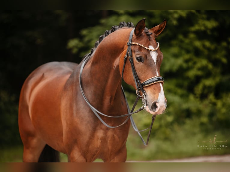 Koń hanowerski Wałach 9 lat 172 cm Ciemnogniada in Wehringen