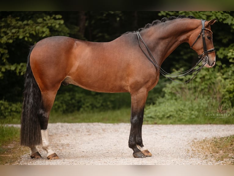 Koń hanowerski Wałach 9 lat 172 cm Ciemnogniada in Wehringen