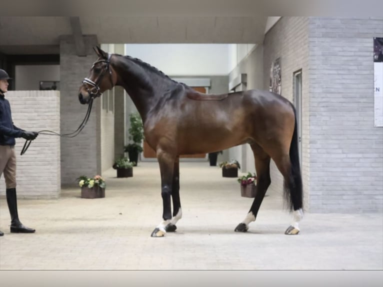 Koń hanowerski Wałach 9 lat 173 cm Gniada in Asperup