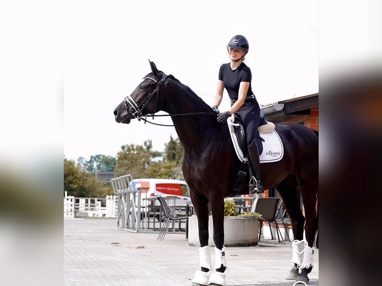 Koń hanowerski Wałach 9 lat 173 cm Kara in Werdohl