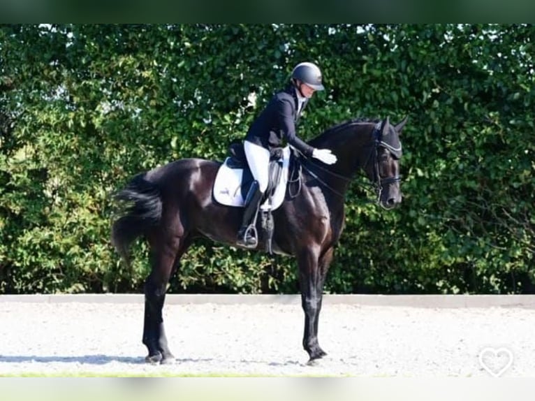 Koń hanowerski Wałach 9 lat 173 cm Kara in Münsingen