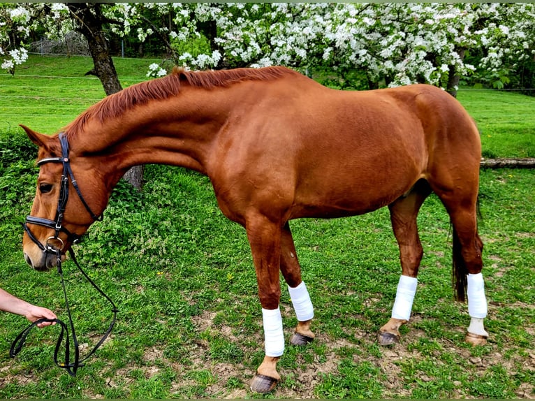 Koń hanowerski Wałach 9 lat 173 cm Kasztanowata in Donzdorf