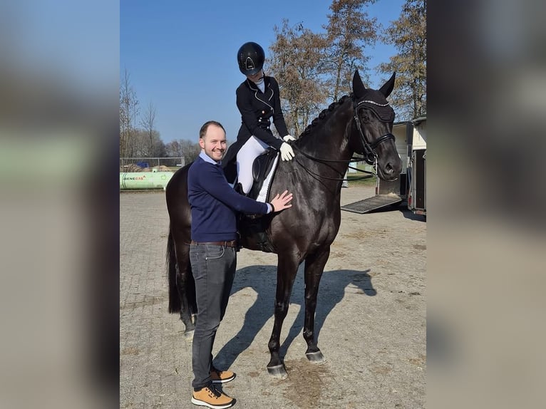 Koń hanowerski Wałach 9 lat 173 cm  in HAYES  Middlesex