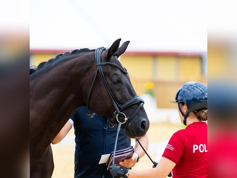 Koń hanowerski Wałach 9 lat 173 cm  in Stuttgart Bad Cannstatt