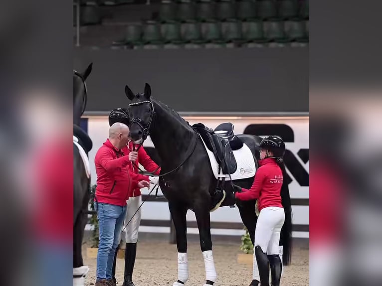 Koń hanowerski Wałach 9 lat 173 cm  in Baden