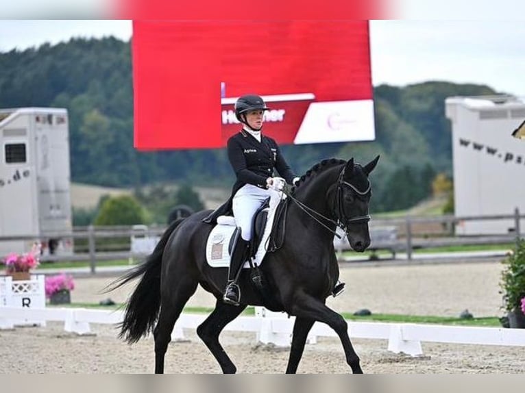 Koń hanowerski Wałach 9 lat 173 cm  in Bordeaux