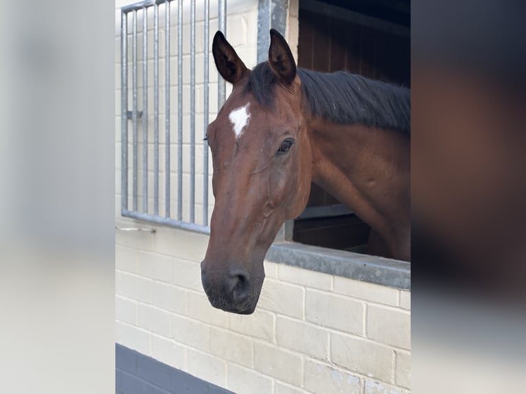 Koń hanowerski Wałach 9 lat 174 cm Gniada in Wachtberg