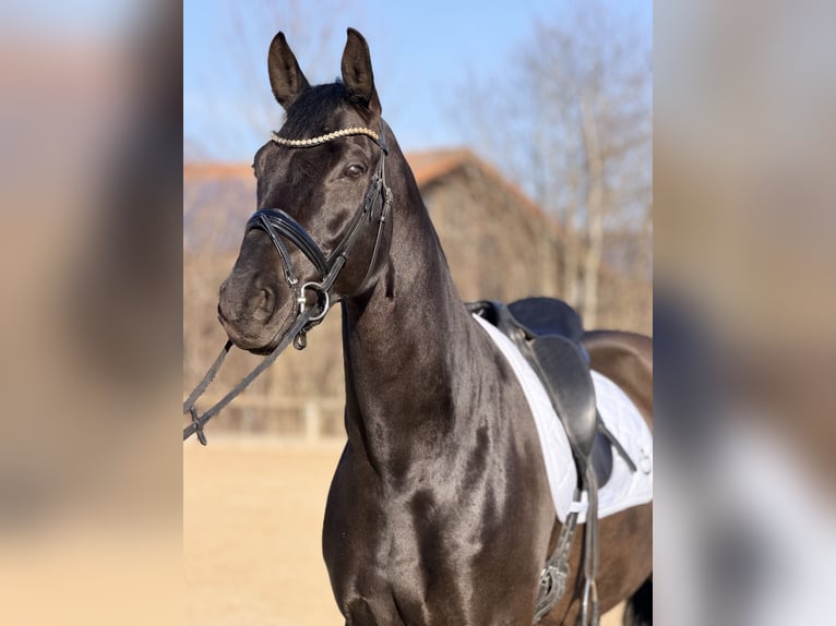 Koń hanowerski Wałach 9 lat 175 cm Ciemnogniada in Holzkirchen