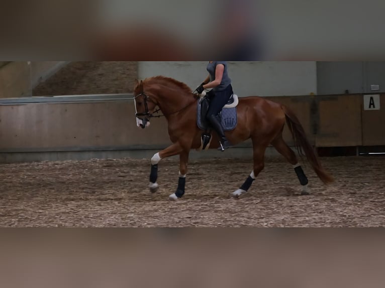 Koń hanowerski Wałach 9 lat 175 cm Kasztanowata in Rastede