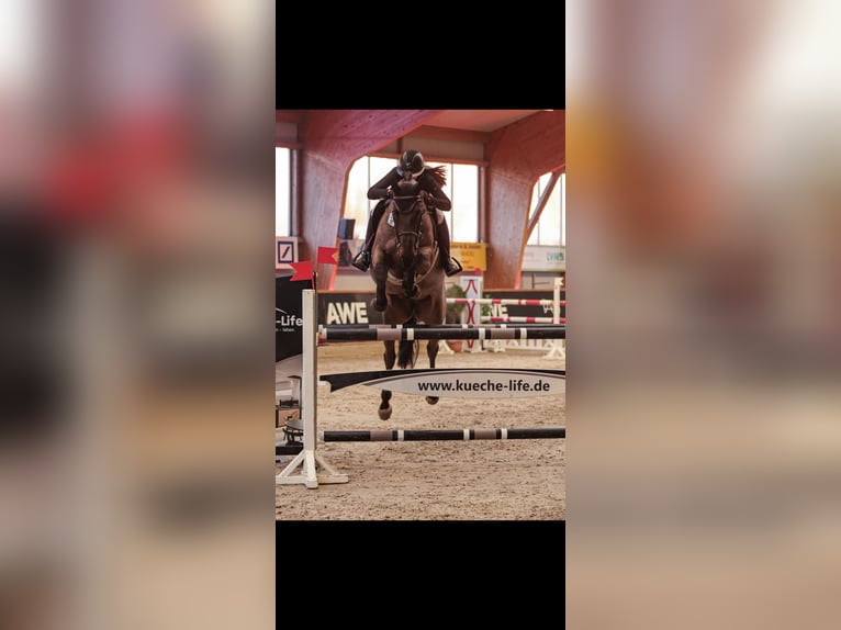 Koń hanowerski Wałach 9 lat 175 cm Skarogniada in Willich