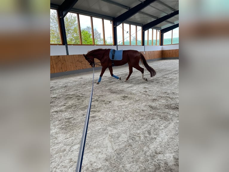 Koń hanowerski Wałach 9 lat 190 cm Kasztanowata in Fintel
