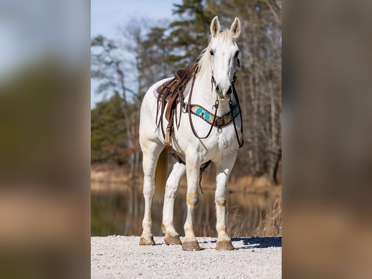 Koń hanowerski Wałach 10 lat 168 cm Siwa in Carlisle KY