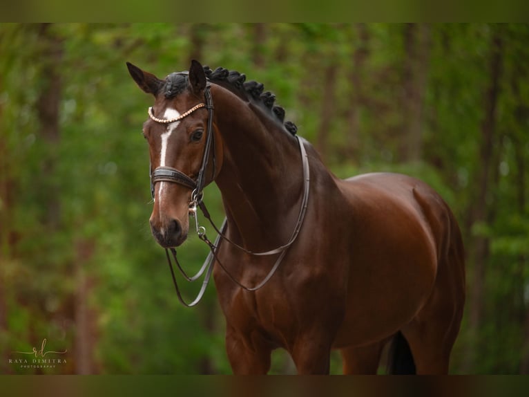 Koń hanowerski Wałach 10 lat 172 cm Ciemnogniada in Wehringen