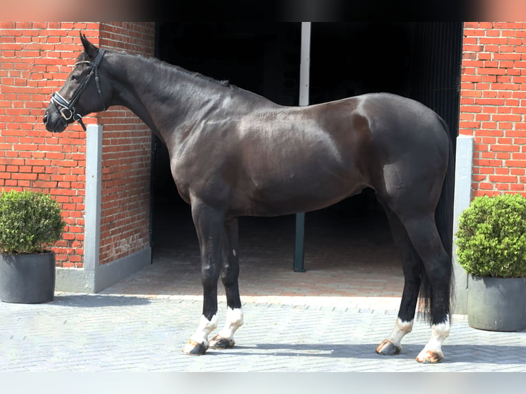 Koń hanowerski Wałach 10 lat 174 cm Kara in Haftenkamp