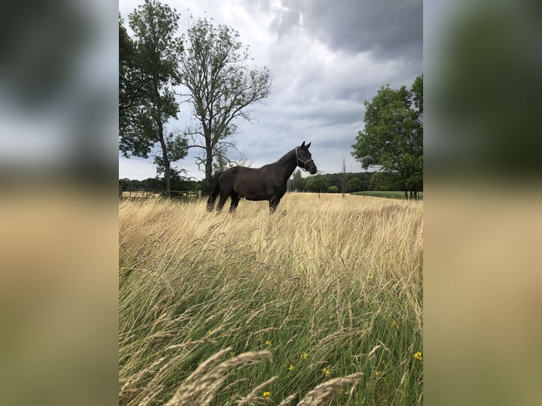 Koń hanowerski Wałach 10 lat Kara in Löhne