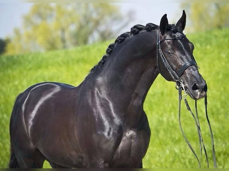 Koń hanowerski Wałach 10 lat in Salzburg