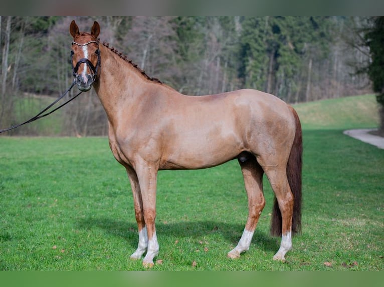 Koń hanowerski Wałach 11 lat 172 cm Ciemnokasztanowata in Stockach