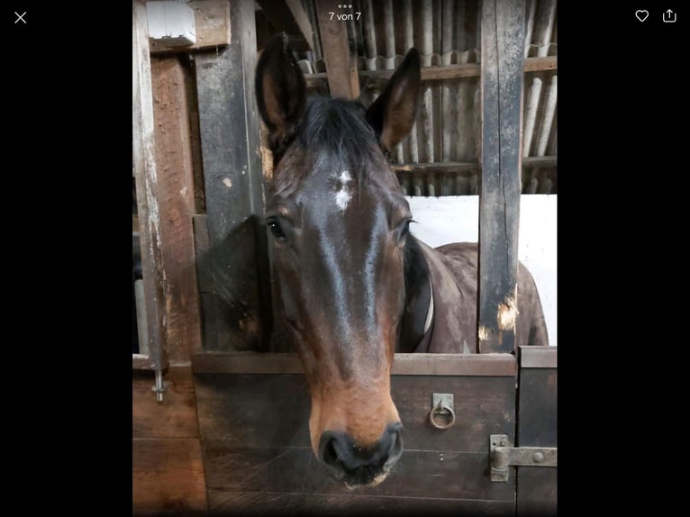 Koń hanowerski Wałach 11 lat 172 cm Gniada in Cuxhaven
