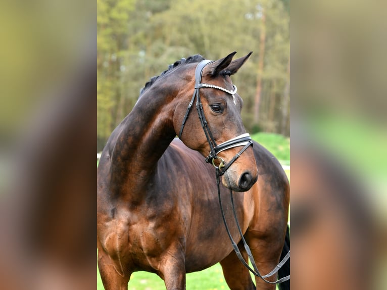 Koń hanowerski Wałach 11 lat 179 cm Gniada in Klötze