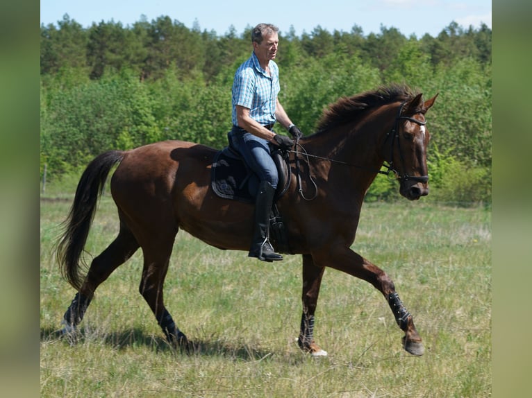 Koń hanowerski Wałach 11 lat 181 cm Ciemnokasztanowata in Horstfelde