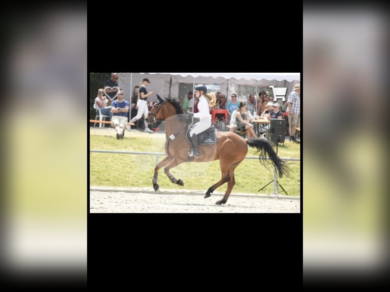 Koń hanowerski Wałach 12 lat 168 cm Gniada in Ochtendung