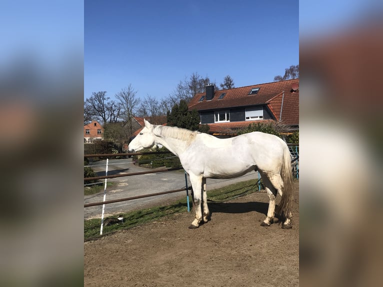 Koń hanowerski Wałach 12 lat 171 cm Siwa in Edemissen