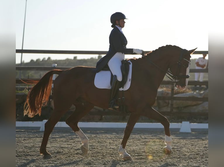 Koń hanowerski Wałach 12 lat 172 cm Ciemnokasztanowata in Valencia