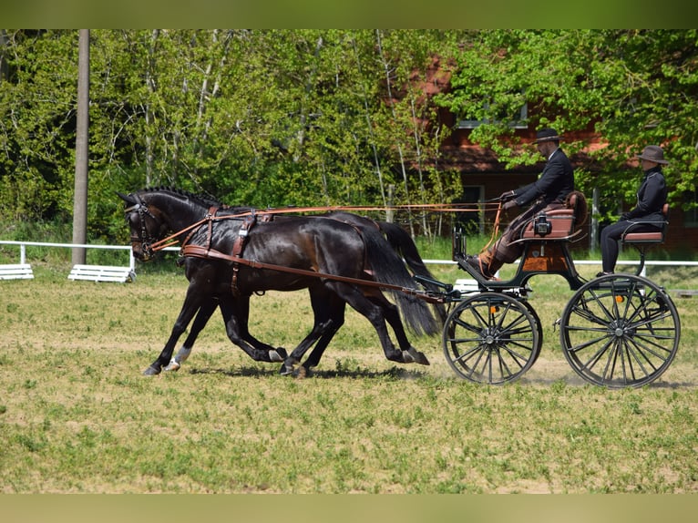 Koń hanowerski Wałach 13 lat 170 cm Ciemnogniada in Rühn