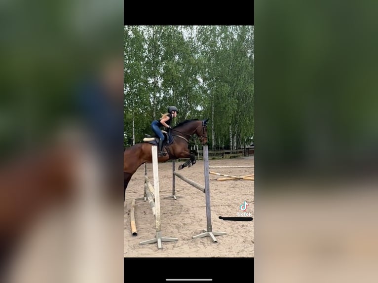 Koń hanowerski Wałach 13 lat 170 cm Gniada in Łódź
