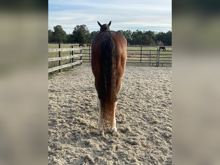 Koń hanowerski Wałach 13 lat 170 cm Gniada in Sandston VA