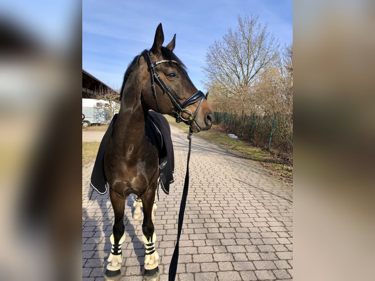 Koń hanowerski Wałach 13 lat 173 cm Ciemnogniada in Polling
