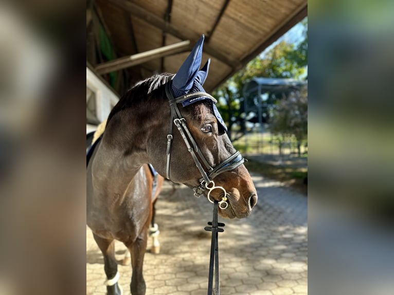 Koń hanowerski Wałach 13 lat 173 cm Ciemnogniada in Polling