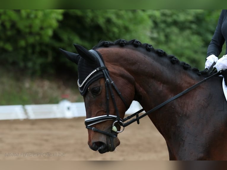 Koń hanowerski Wałach 13 lat 175 cm in Pforzheim