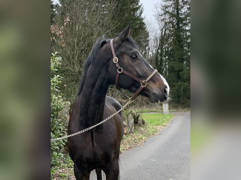 Koń hanowerski Wałach 13 lat in Murg